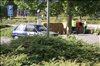 2016 Sommer 3 115.JPG