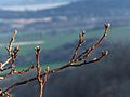 Juglans regia - rügyek.jpg