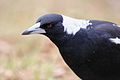 Australian Magpie, Majura Nature Reserve, ACT.jpg