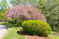 Iredell–Yadkin Co I-77N Rest Area-05.jpg