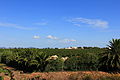 Alghero - Cantine di Sella & Mosca (04).JPG