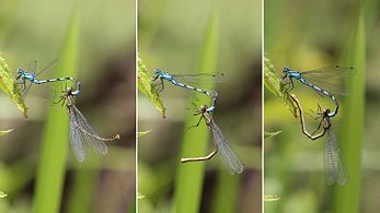 Common blue damselflies (Enallagma cyathigerum) mating composite.jpg