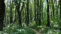 Lagodekhi Protected Area, Georgia.jpg
