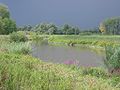 Nationaal Park De Biesbosch.jpg