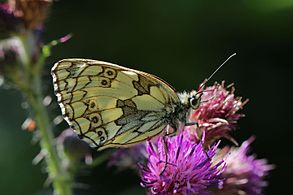 Marbled white butterfly (Melanargia galathea) female underside 2.jpg