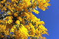 Acacia baileyana 1, Canberra ACT.JPG