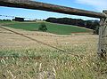 Potato field through fence - Thorpdale.JPG