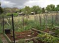 Collingwood Children's Farm - plots and animals.JPG