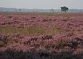 Heide op het Dwingelderveld.JPG