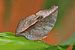 Lilac mother-of-pearl (Salamis cacta cacta) underside.jpg