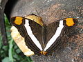 Butterfly sucking a banana top.JPG