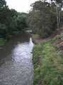 Merri Creek - revegetation on bank.JPG