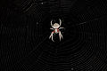 Eriophora transmarina in web at night.jpg
