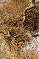 Ingrowing Tree 02.jpg