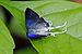 Large fairy hairstreak (Hypolycaena antifaunus antifaunus) male.jpg