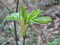 Acer, stage 3.JPG
