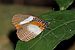African palmfly (Elymniopsis bammakoo bammakoo).jpg