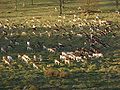 Fellow Deer in Petworth Park, sussex, UK.jpg