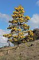 Acacia baileyana 3, Canberra ACT.JPG