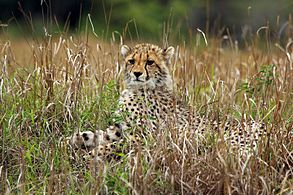 Cheetah (Acinonyx jubatus) cub.jpg