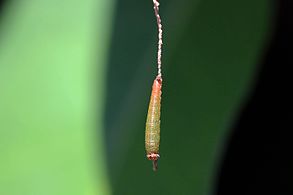 Cayman brown leaf (Memphis verticordia danielana) caterpillar.JPG