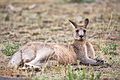 Eastern Grey kangaroo, Majura Nature Reserve ACT 06.jpg