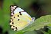 Calypso caper white (Belenois calypso calypso) male.jpg