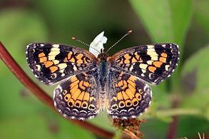 Crescent spot (Phyciodes phaon).JPG