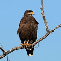 Common black-hawk (Buteogallus anthracinus gundlachii).JPG