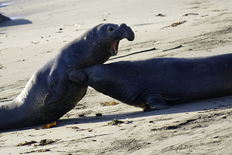 File:$$$ Elephant Seals fighting DSC 3155 (1 of 1).jpg