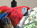 Ara macao, costa rica.jpg