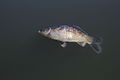 Dead carp, Canberra ACT.JPG