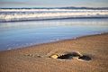 Footprint at Hope Beach, Tas.jpg