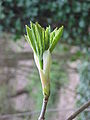 Acer, stage 2.JPG