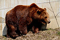 Baerenpark Bern, Finn 01 09.jpg