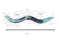 Caenorhabditis elegans hermaphrodite adult-en.svg