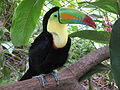 Keel-billed toucan, costa rica.jpg