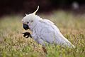 Cockatoo, Majura Nature Reserve, NSW.jpg