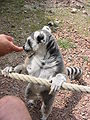 Belgium, Parc Paradisio, Ringstaartmakis.JPG