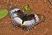 Blue diadem (Hypolimnas salmacis salmacis) male.jpg