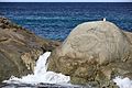 Gull on rocks near St Helens, Tas.jpg