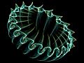 Attractor Icon - Rendering Light - Chaoscope.jpg
