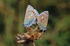 Common blues (Polyommatus icarus) mating, male (l) and female (r).jpg