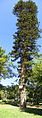 Araucária de Cook 001.JPG