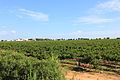 Alghero - Cantine di Sella & Mosca (02).JPG