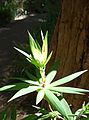Leucopogon verticillatus (Tassel flower) WA.JPG