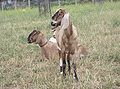 Collingwood Children's Farm - goats.JPG