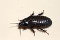 Australian Wood Cockroach 10.jpg