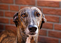 Greyhound Benghazi's - 1.JPG