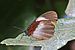 African palmfly (Elymniopsis bammakoo rattrayi).jpg